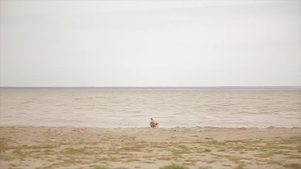 Labrador bonito sai da água do mar — Vídeo de Stock