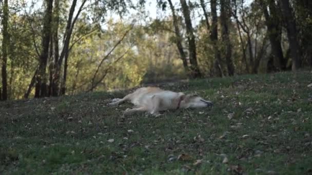 Χαριτωμένος σκύλος παίζει στο γρασίδι — Αρχείο Βίντεο