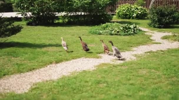 Eine Gruppe Gänse läuft auf dem Gras. — Stockvideo