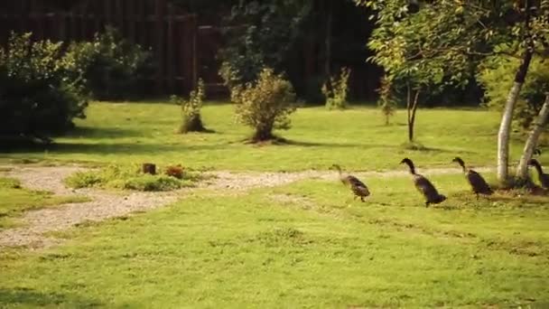 Группа гусей бежит по траве . — стоковое видео