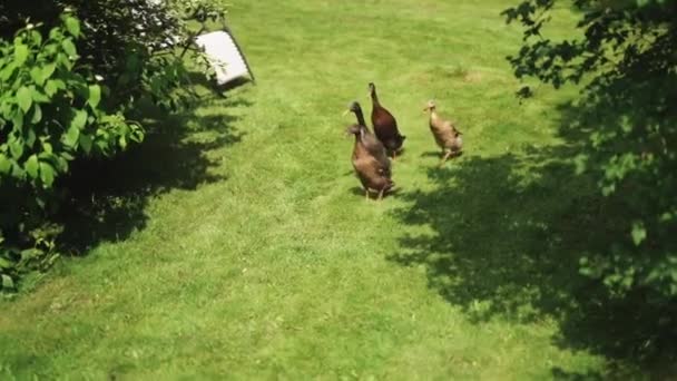 Eine Gruppe Gänse läuft auf dem Gras. — Stockvideo