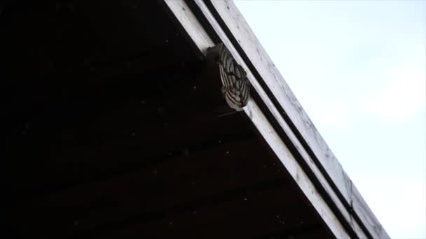 Regen druppels langzaam stroom neer het transparante dakvenster — Stockvideo