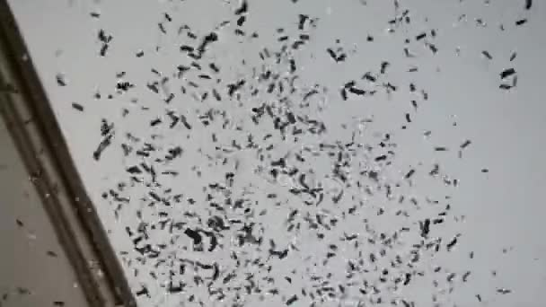 Spiegelstreifen aus Konfetti fallen auf der Straße gegen den Himmel. — Stockvideo