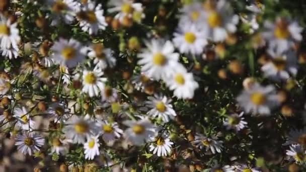 Um grande Bush de bela camomila florescente — Vídeo de Stock