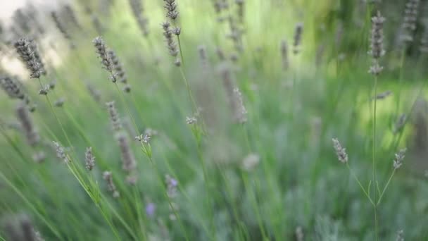 Lussureggianti Cespugli Lavanda Vista Vicino — Video Stock