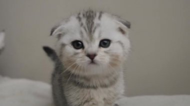 Küçük kedi yavrusu kameraya benziyor