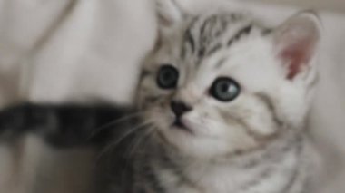 küçük yavru kedi arıyorum