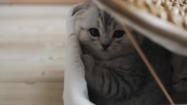 Kittens gluren uit de doos — Stockvideo