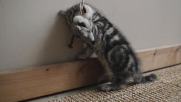 Kitten spelen met een strik — Stockvideo