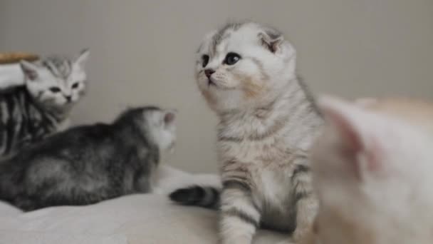 Indoor familiegroep portret van kittens — Stockvideo