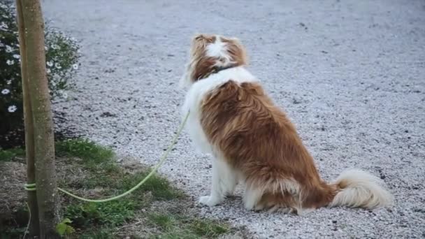 Собака сидить прив'язаний до посади і чекає власника — стокове відео