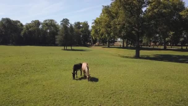 Imagens aéreas de drones de cavalos em um grande campo . — Vídeo de Stock