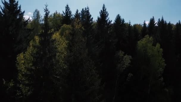 El dron vuela más allá de las copas de los árboles y vuela sobre el bosque . — Vídeo de stock