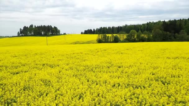 Colorida cosecha de primavera amarilla de canola — Vídeos de Stock