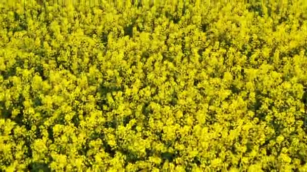 Колоритный жёлтый весенний урожай канолы — стоковое видео