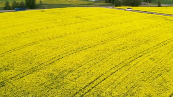 Colorida cosecha de primavera amarilla de canola — Vídeos de Stock