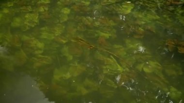 Kamera nehir boyunca kıyı boyunca hareket eder..