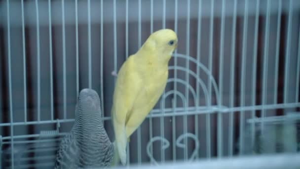 Yellow Canary salta in una gabbia — Video Stock