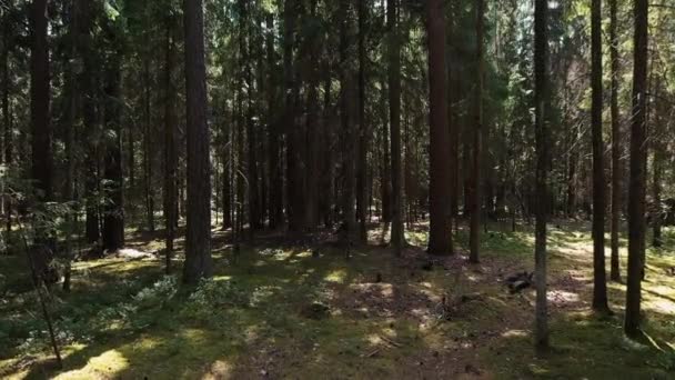 La cámara se mueve dentro del bosque — Vídeo de stock