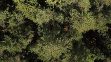 Kamera pitoresk bir ormanın üzerinde uçuyor.