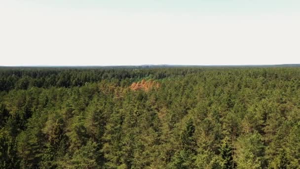 La caméra survole une forêt pittoresque — Video