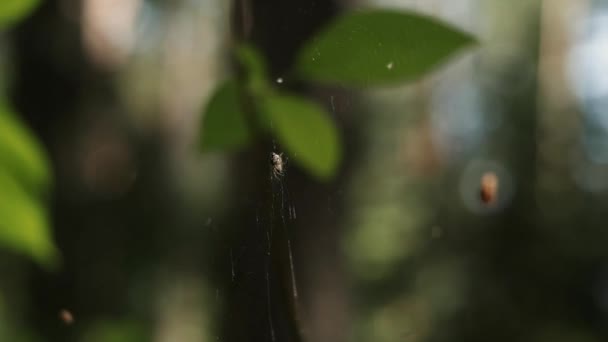 La araña se encuentra en el centro de la web — Vídeos de Stock