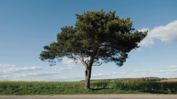 Un beau pin solitaire ramifié contre le ciel bleu