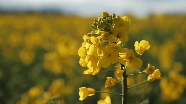 Mycket gula blommor på rapsfröfältet — Stockvideo