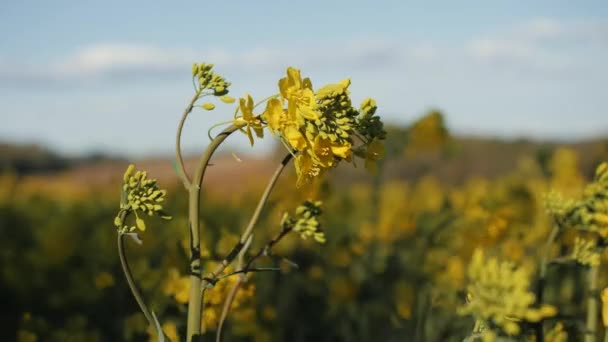 Mycket gula blommor på rapsfröfältet — Stockvideo