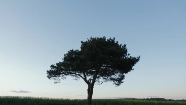 Un beau pin solitaire ramifié contre le ciel bleu — Video