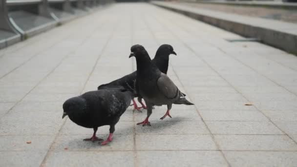 Şehir güvercinleri, yoldan geçenlerin onlara attığı yiyeceklerle beslenir. — Stok video