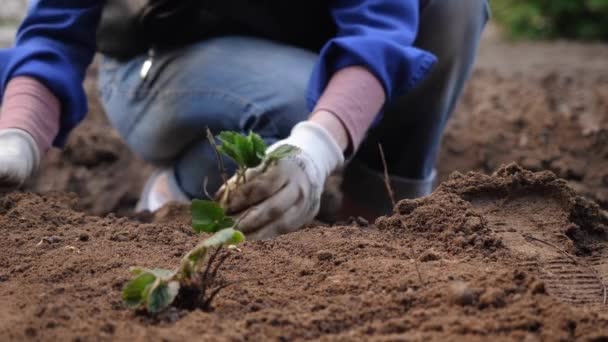 Un granjero planta un arbusto de fresas jóvenes en el suelo . — Vídeos de Stock