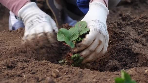 En bonde planterar en Bush av unga jordgubbar i marken. — Stockvideo