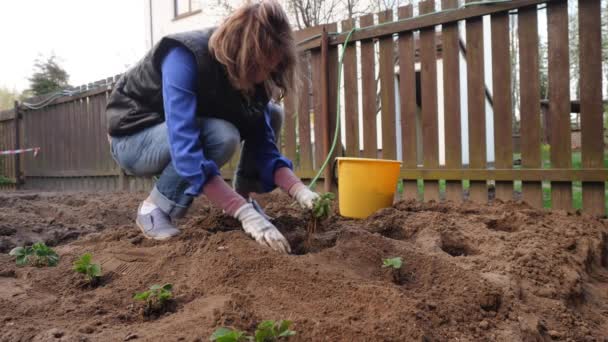 En bonde planterar en Bush av unga jordgubbar i marken. — Stockvideo