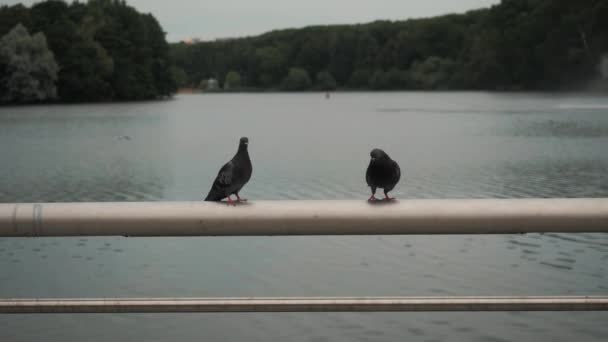 Das Taubenmännchen flirtet mit dem Weibchen. — Stockvideo