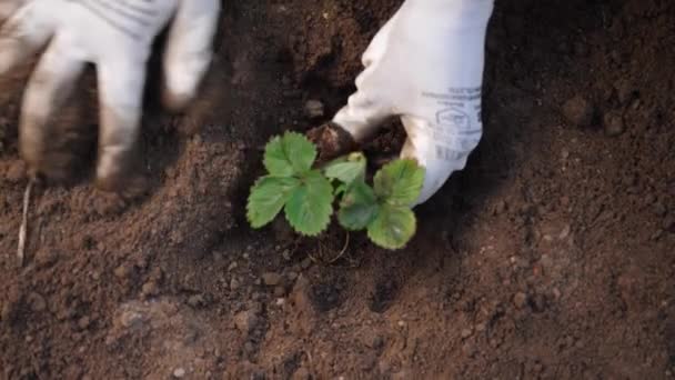 한 농부가 땅에 어린 딸기를 기르고 있다. — 비디오
