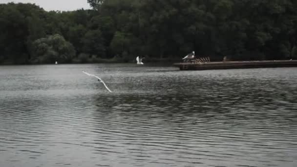 As gaivotas sobrevoam o lago. Eles caçam peixes no lago . — Vídeo de Stock