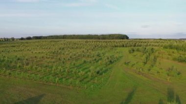 Meyve bahçesinin perspektif hava manzarası