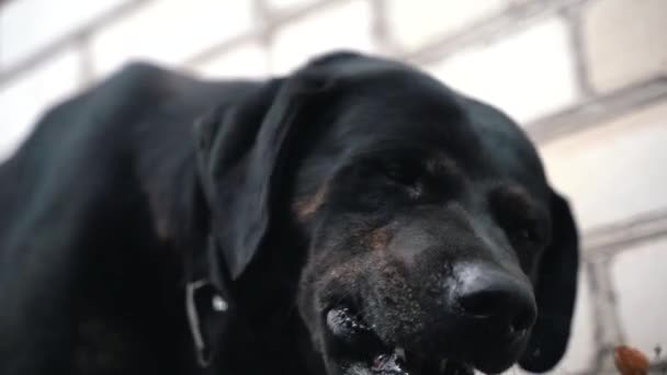O cão preto come a comida — Vídeo de Stock