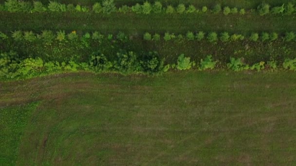 Vista aérea del huerto desde la perspectiva — Vídeo de stock