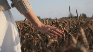 A serene moment elegantly capturing a womans hand gently touching the golden wheat beneath a beautiful sunset