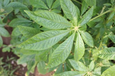 Cleome spinosa yapraklarının yakın çekimi büyüleyici bir botanik harikası duvar halısını gözler önüne seriyor. Karmaşık ayrıntıları ve benzersiz özellikleriyle büyüleyici gözlemciler.. 