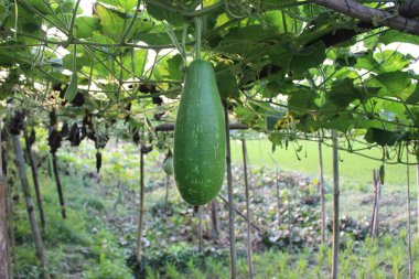 Lagenaria Siceraria bitkisine yakın çekim, genellikle şişe kabağı ya da kabak olarak bilinir, Lagenaria siceraria kendine özgü meyvesiyle ünlüdür, ama yeşilliği de yakından bakıldığında kendi cazibesini korur..