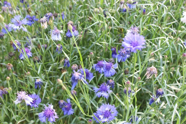Centaurea siyanüsünün çiçek açan bitkisi, genellikle çiçek çiçeği ya da bekarlığa veda düğmesi olarak bilinir, narin gövdeleri süsleyen büyüleyici bir çiçek gösterisi sunar, kırsal bir çayırda çiçek açan bir manzarayı andırır..