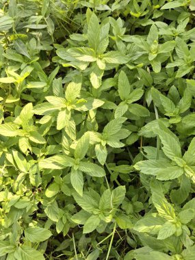 Taze Yeşil Nane Yaprakları Güneşli Gün Nane Şekeri Stoku Fotoğrafı Ayarları 