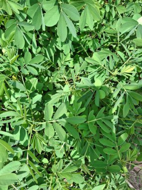 Yeşillik Yeşil Yapraklar Güneş Işığında Doğal Botanik Şablon Oluşturuyor