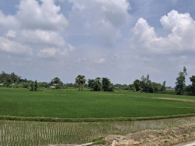 Mavi Gök Altında Yeşil Çeltik Tarlası Beyaz Bulutlar Kırsal Pirinç Tarlası Fotoğrafı 