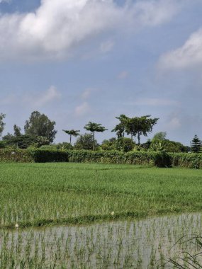 Bereketli yeşil pirinç tarlaları Bulutlu açık mavi bir gökyüzünün altında