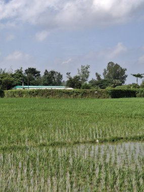 Parlak Mavi Gök Altında Yeşil Pirinç Çeltik Tarlası