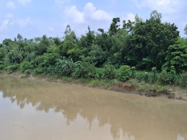 Yoğun Yeşillik ve Huzurlu Su Yansıması ile Nehir Kenarı Bitkisi